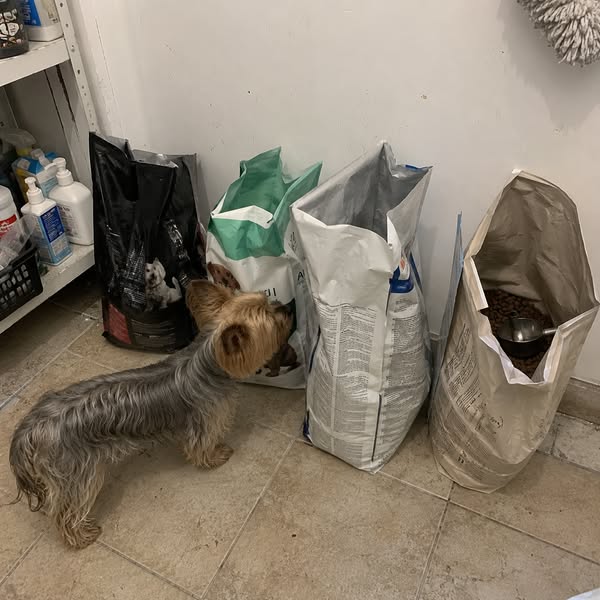 Quello che mi ha detto la mia educatrice cinofila, e che nessuno vende nei negozi di animali.