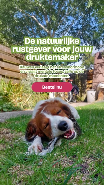 Ontdek de snackbox voor jouw hond