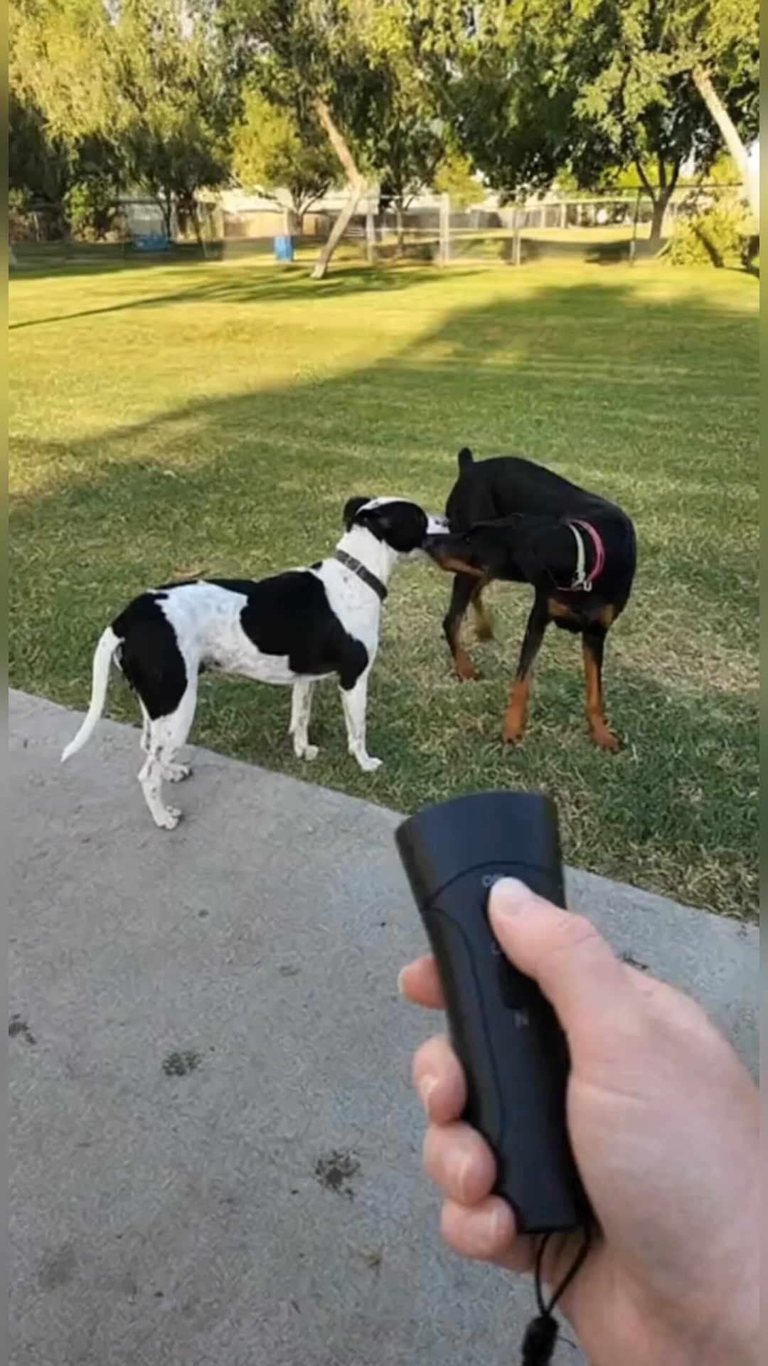 New Pet Training Device Stops Dog From Barking In Seconds