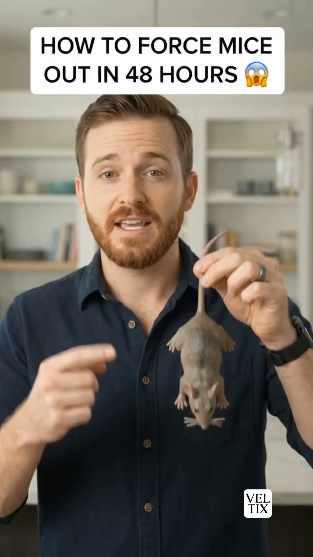 Why Your Mouse Traps Aren't Working (And What Will!)