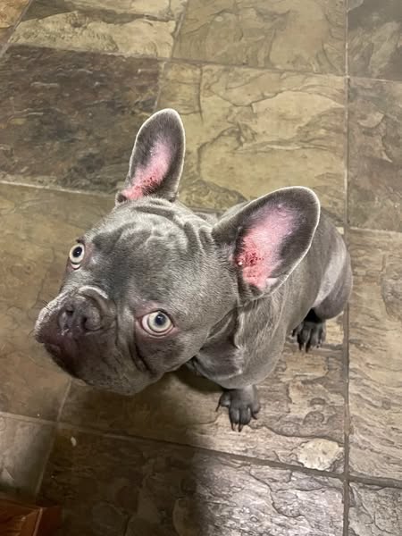 My dog wasn't allergic. Something was living in his gut.