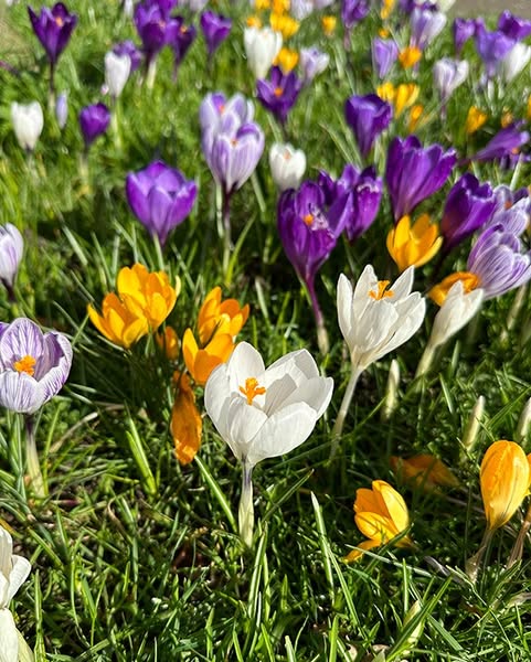 Dutch Crocus Mixture Bulbs
