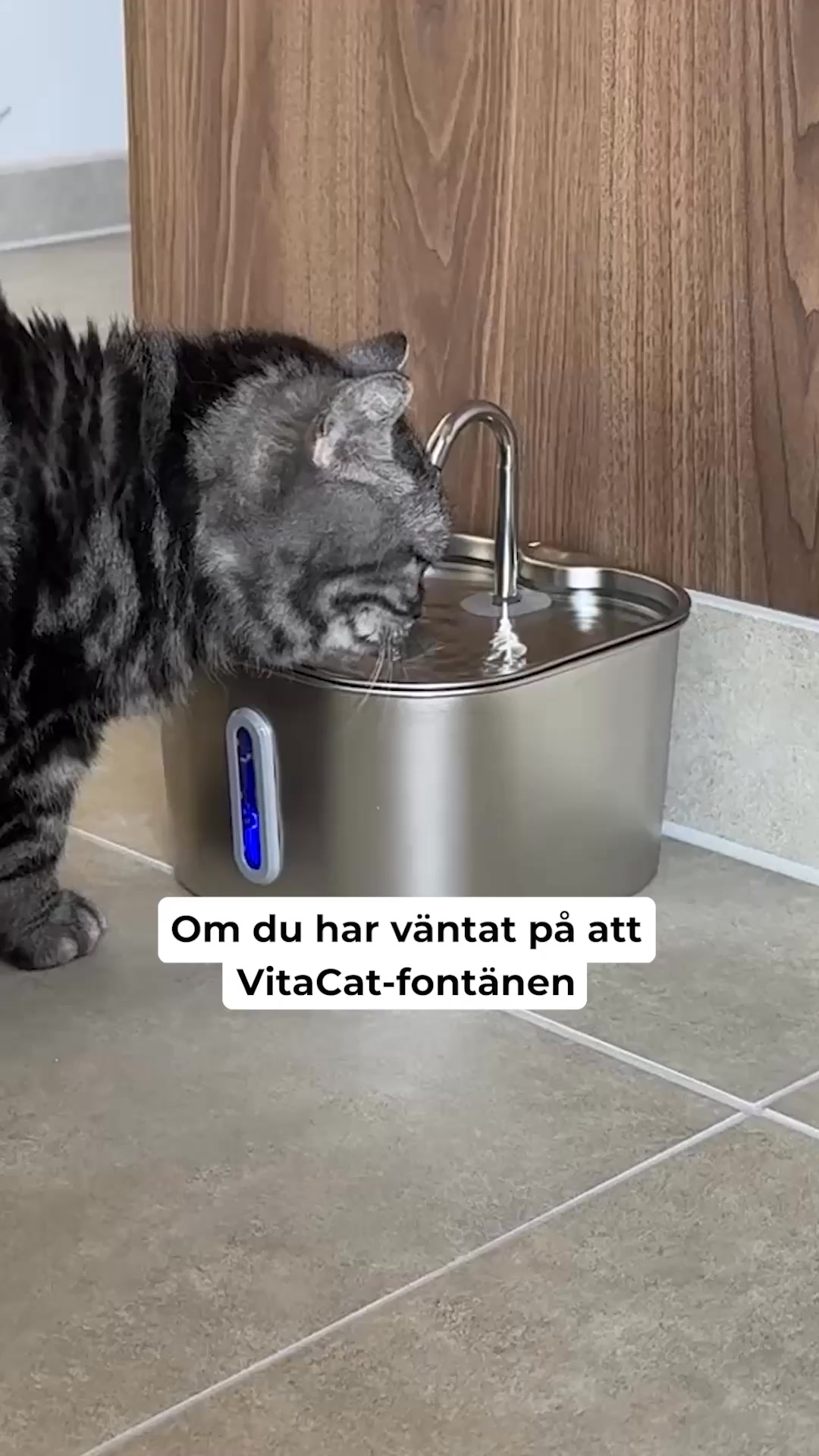 Visa omsorg och ge din katt fräschare vatten