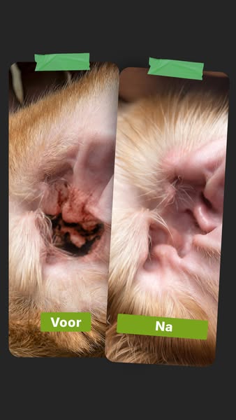 TraumaPet Oordruppels