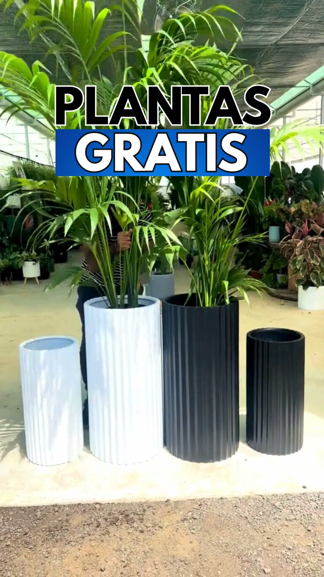 PLANTAS GRATIS