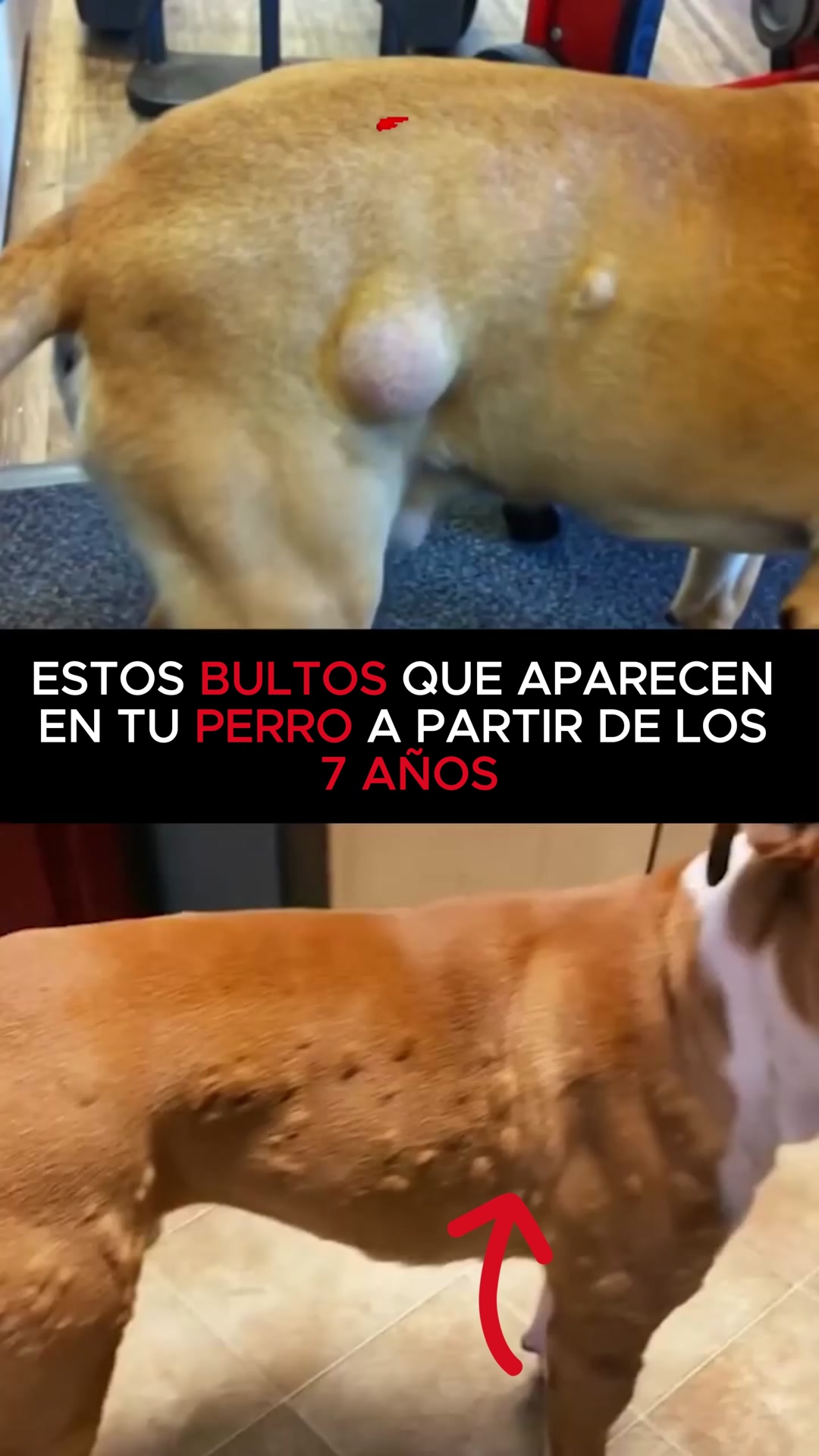 Envío GRATIS en 24/48h