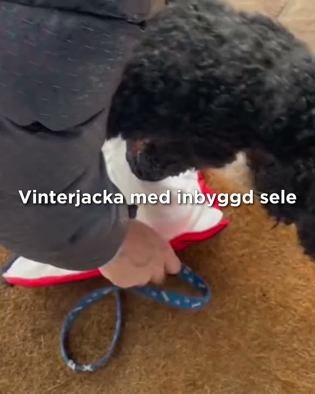 För hundar som fryser lätt