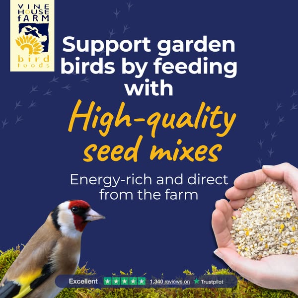 Feeding garden birds this summer