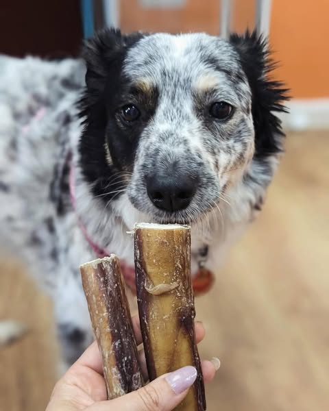 Bully sticks and pizzles