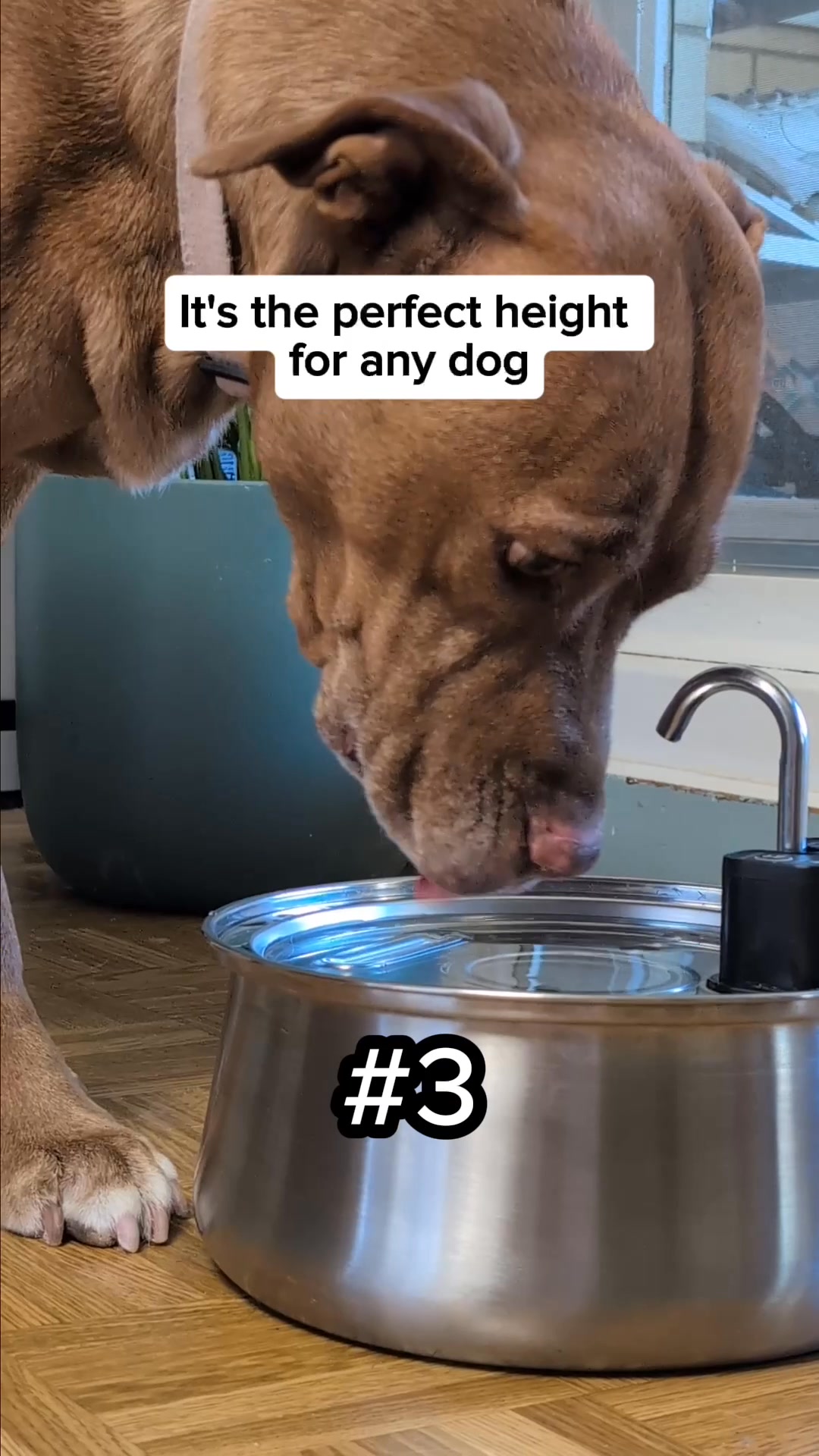 The #1 Vet Recommended Dog Fountain