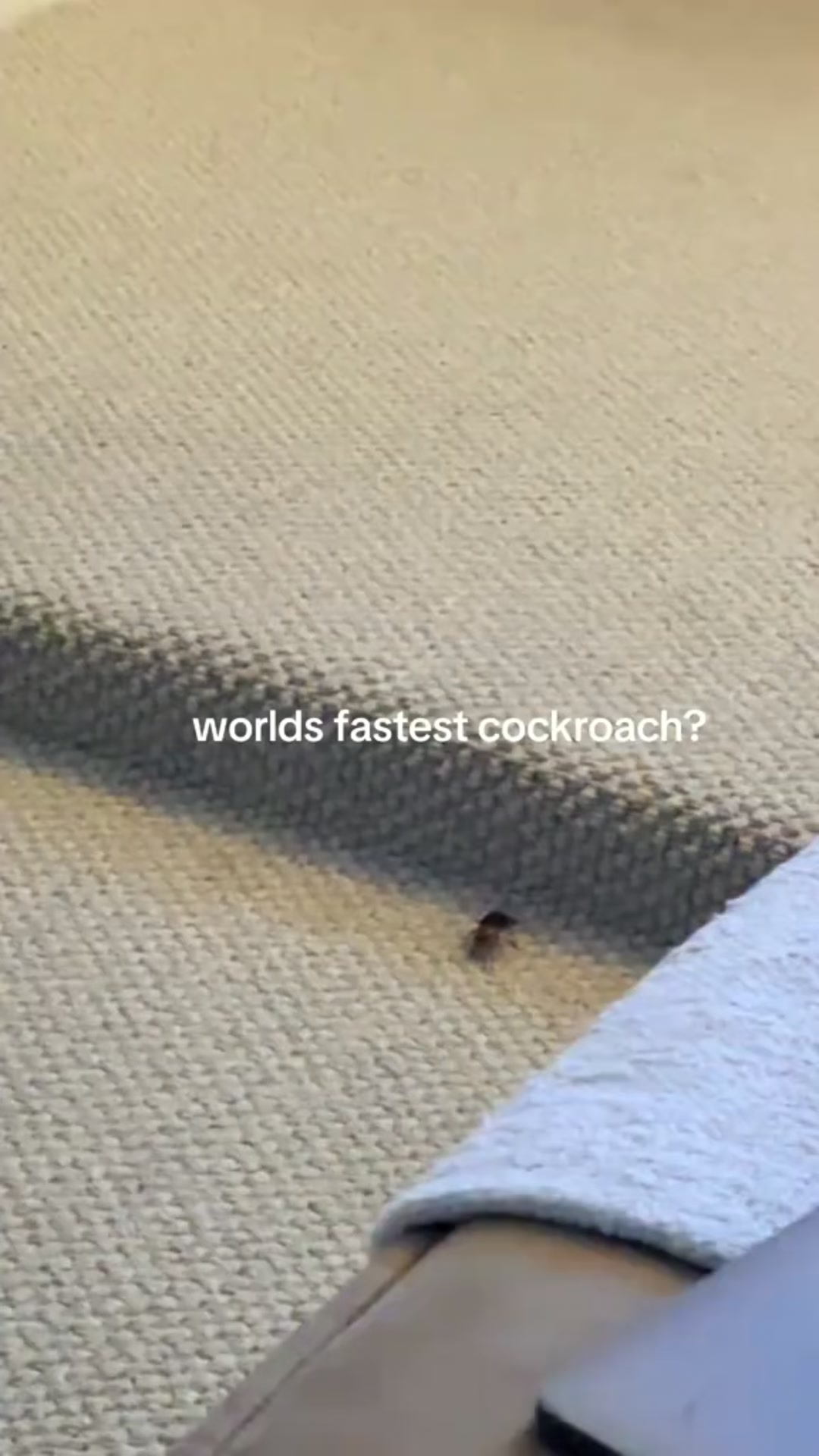 4.8 | 45,000+ Homes Protected Kills Roaches. Not Your Peace.