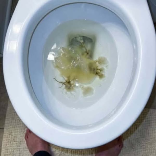 La planta que se nombra siete veces en la Biblia