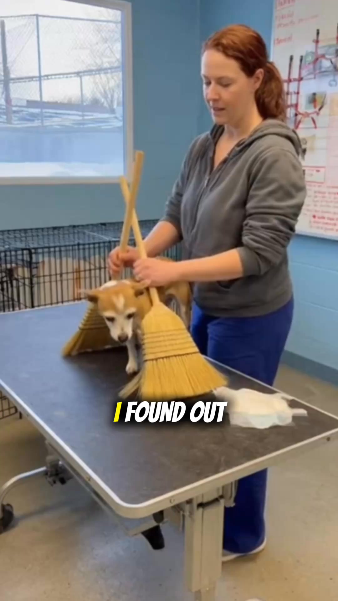 How We Potty Train Any Dog Instantly