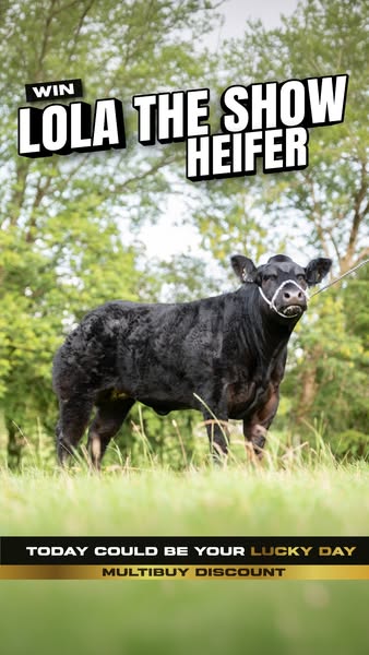 Win Lola The Show Heifer