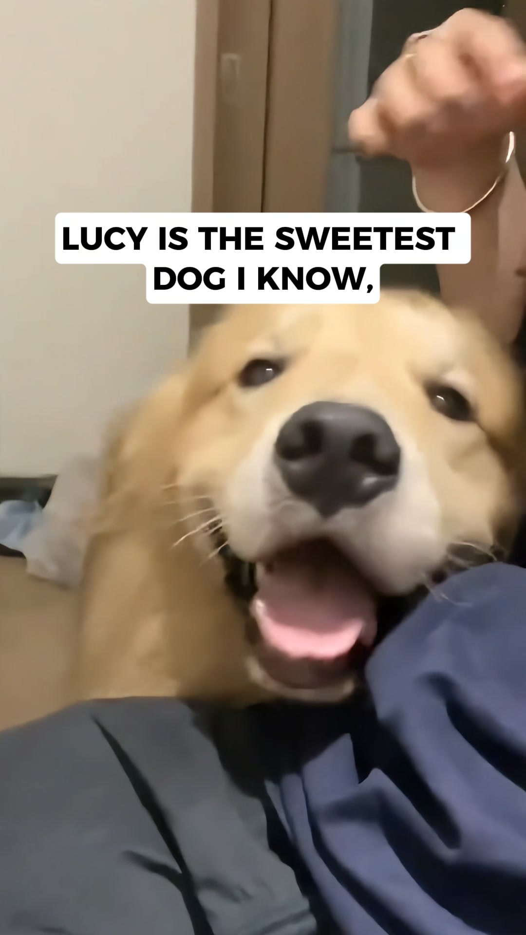 A New Way to Calm Noise-Reactive Dogs, 24/7