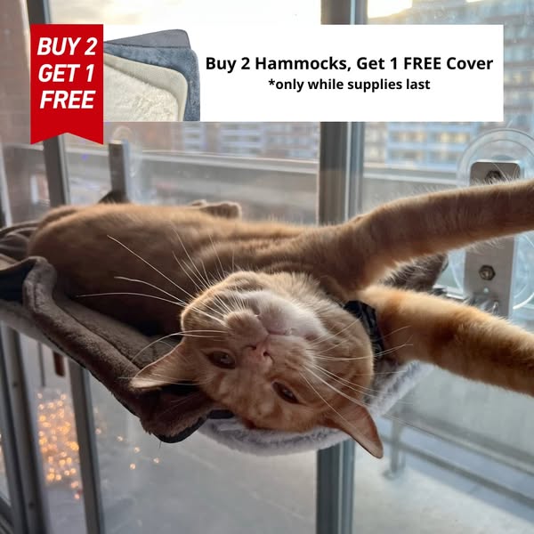 #1 Cat Product of 2024