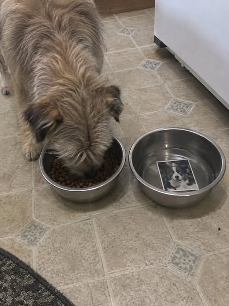 How To Fix Your Dog's Reactivity