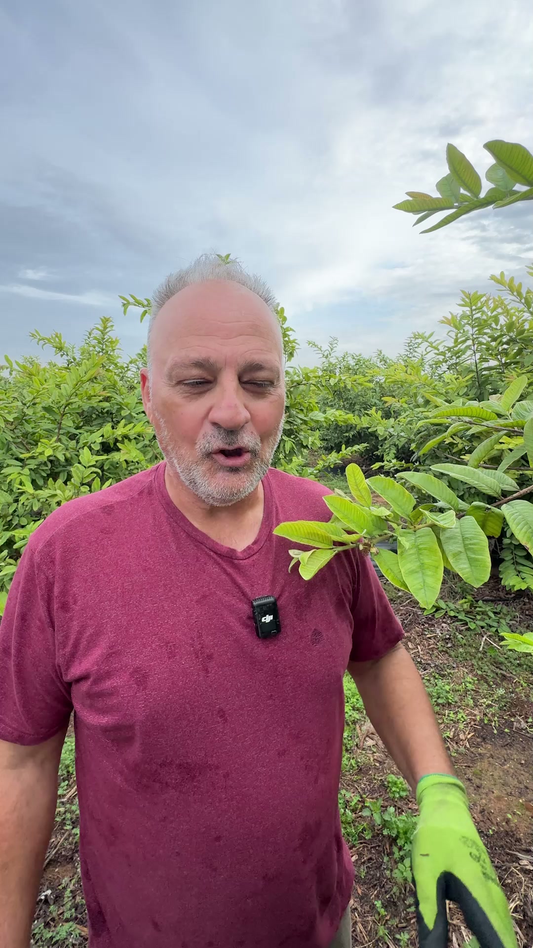 Guayaba de pepe