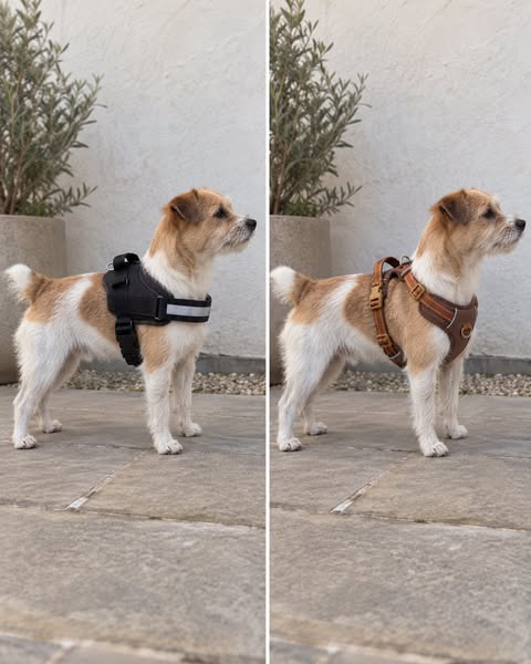 Dezelfde hond. Dezelfde wandeling.
