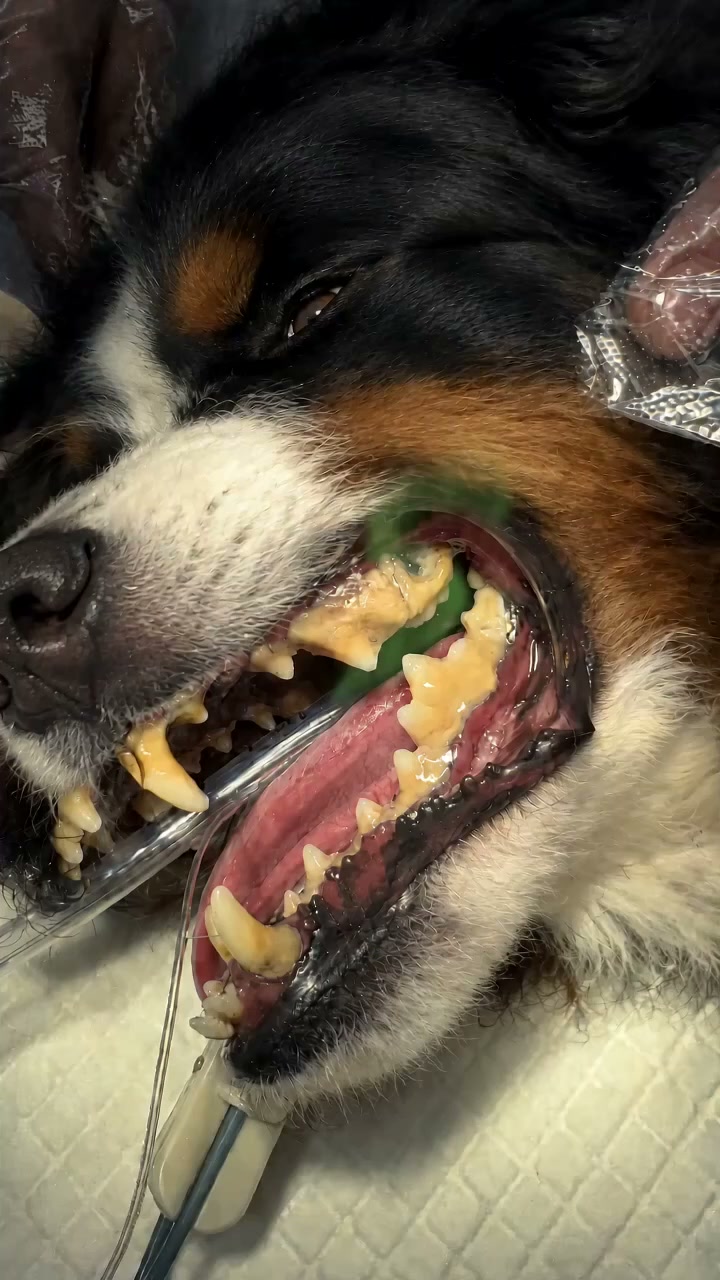 $12.99 Pet Dental Care — FREE SHIPPING