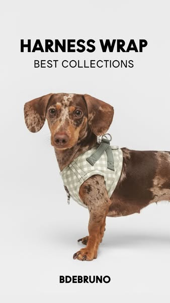 El abrazo perfecto para tu perro. Conoce el Arnés Wrap.