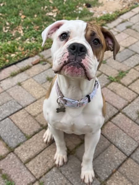 Advice to owners whose dog runs from sprays