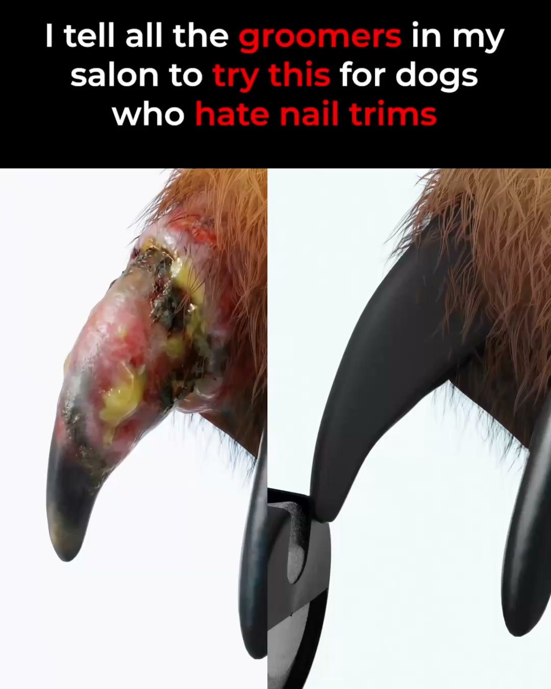 Stress-Free Nail Grooming for Your Dog!