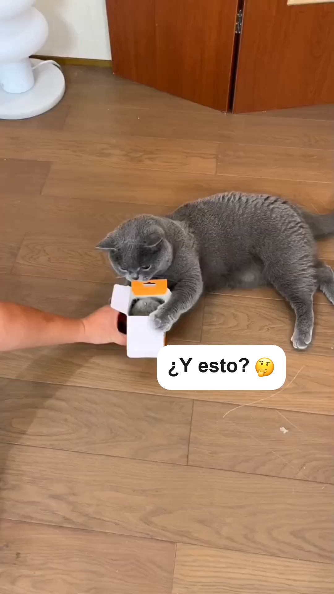 50% de descuento – tu gato no va a parar
