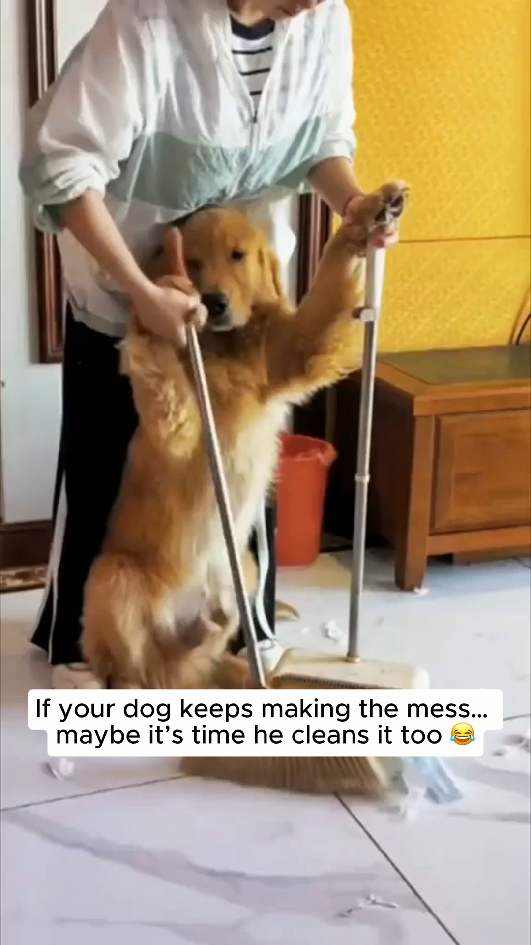 Protect your floors, enjoy your pup-Buy 2, Get 1 FREE