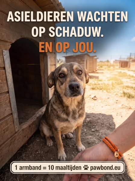 Jouw armband voedt 10 verlaten honden
