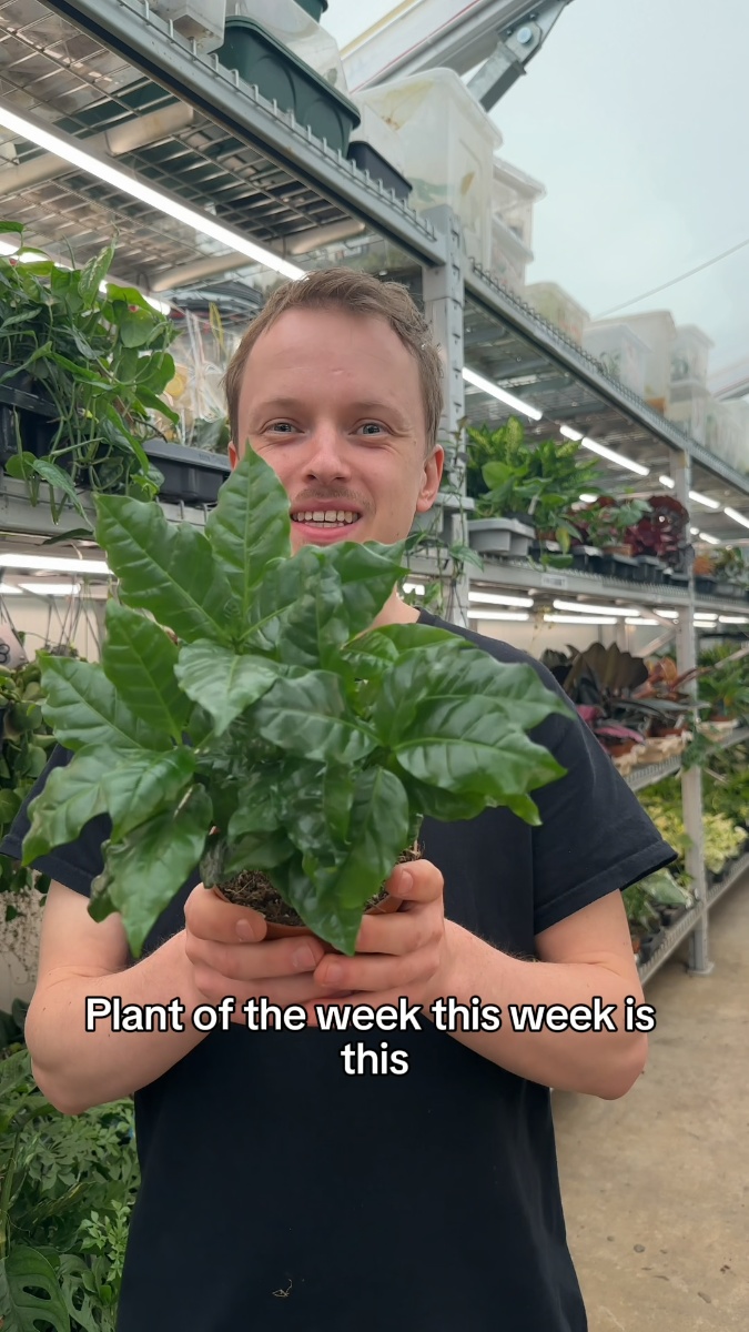 Plant of the Week: Coffea arabica