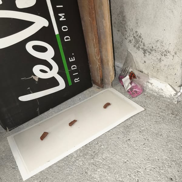 Get Pests Out