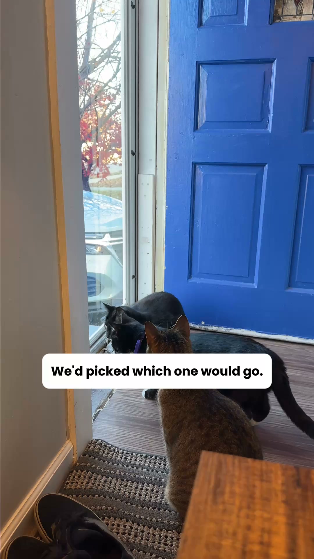We’d Already Chosen Which Cat Would Go