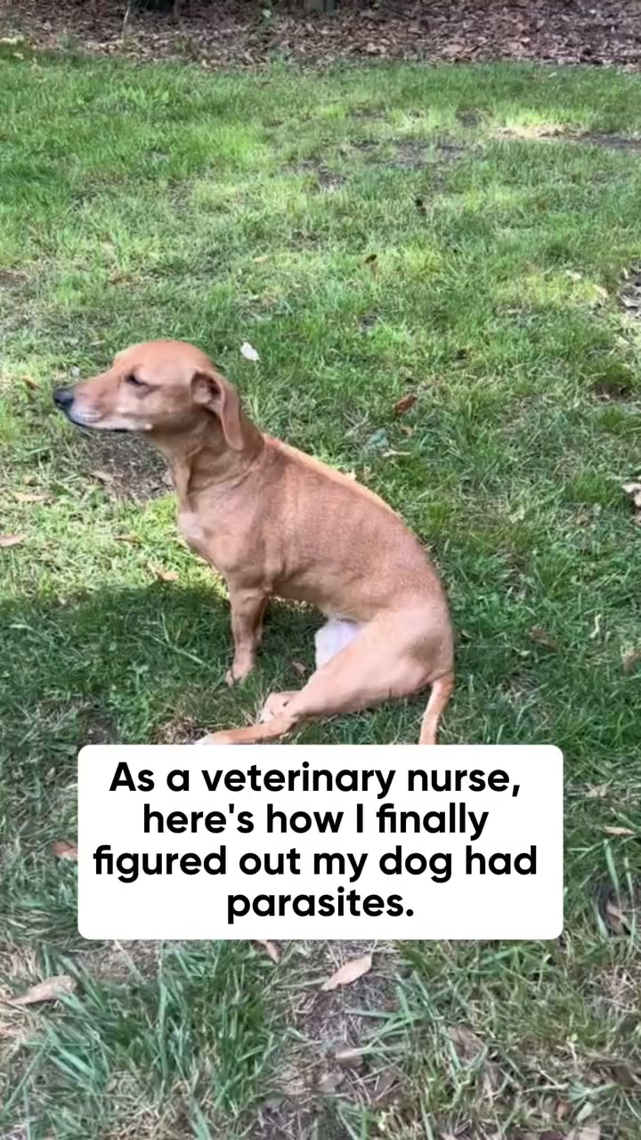 Gut Support in One Routine