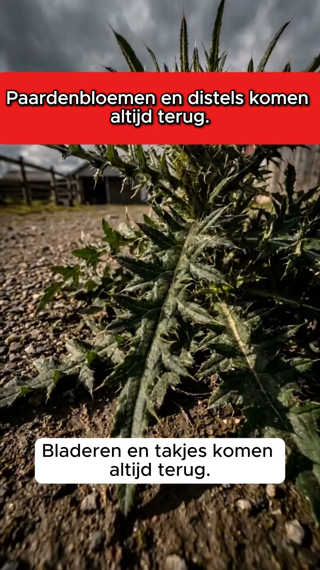 Eindelijk weer een nette tuin