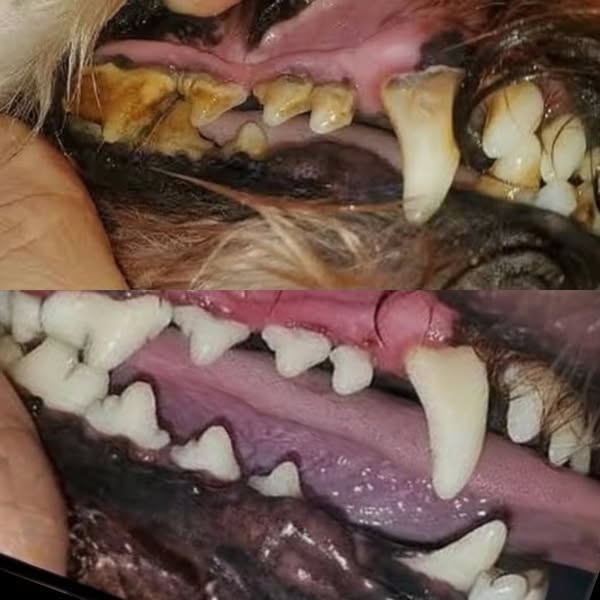 Le nettoyage des dents qui ne nécessite pas d'anesthésie