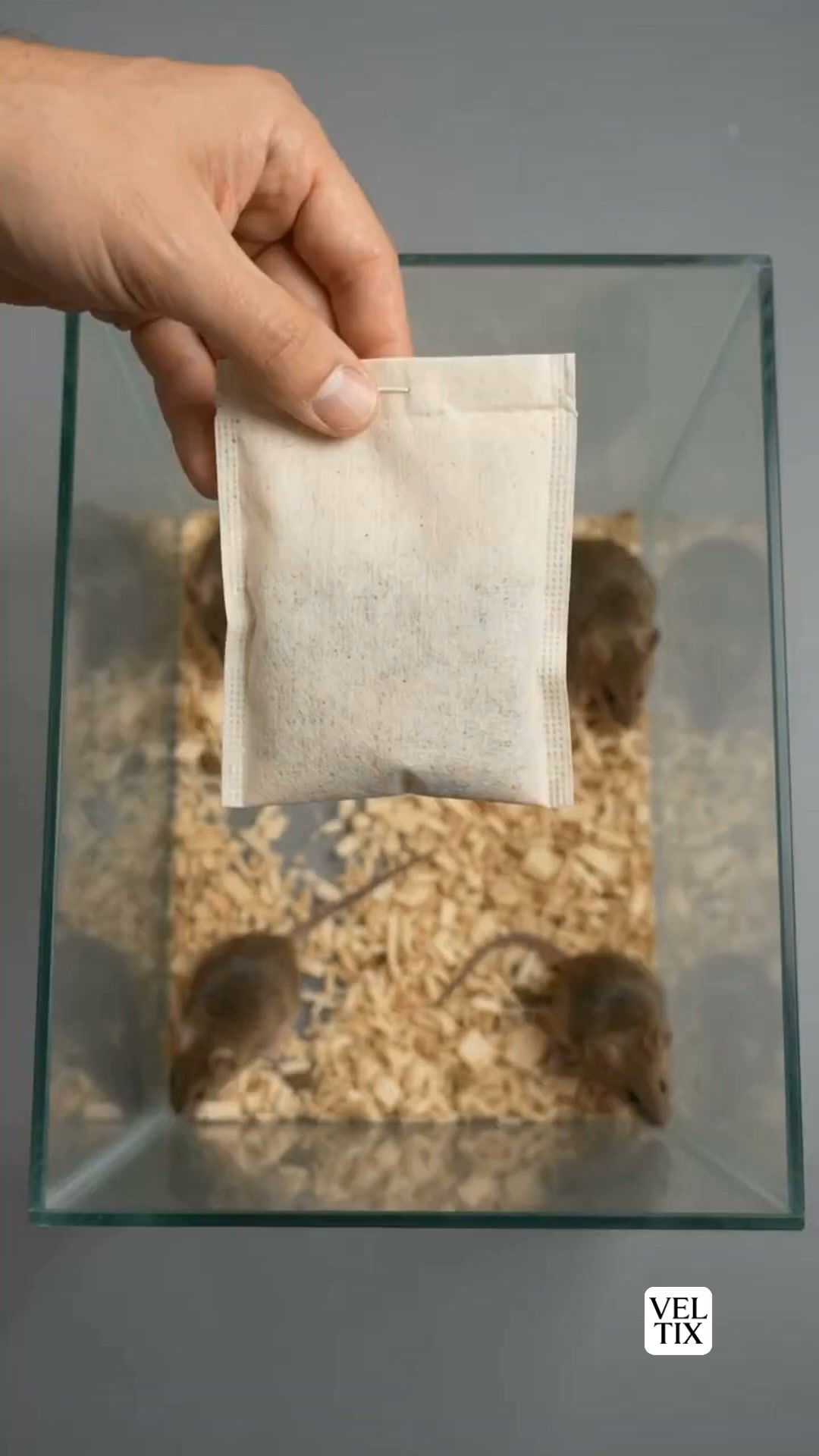 Watch What Happens When Mice Face Veltix!