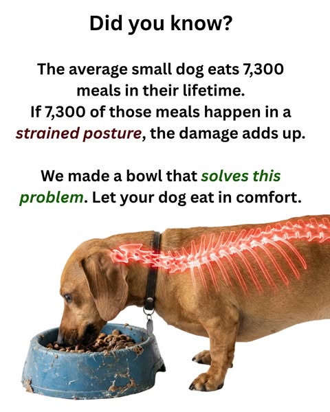 Your Pet Is Straining Their Neck Every Single Meal — Here Is the Simple Fix