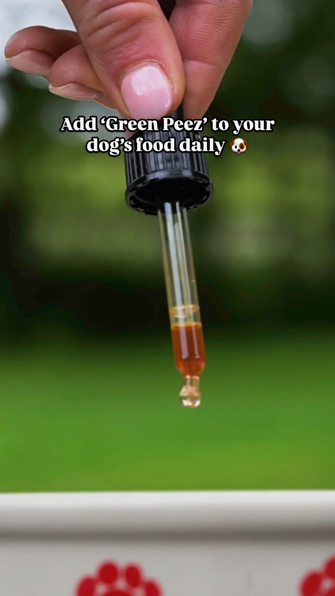 The Easy, Natural Fix for Dog Urine Spots!