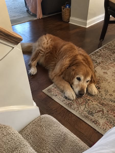 Why I Cancelled My Dog's $7,200 Knee Surgery