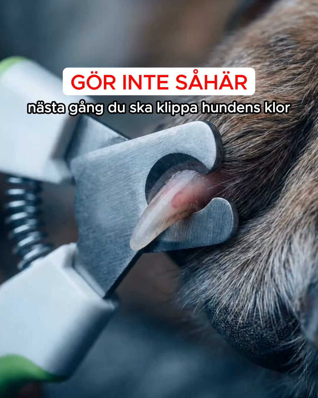 Stressfri klovård för din bästa vän!