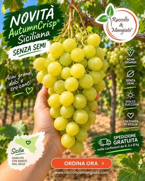 Uva AutumnCrisp Siciliana