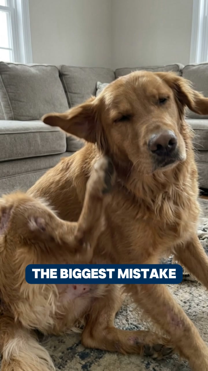 Still Itching? It's Not The Shampoo