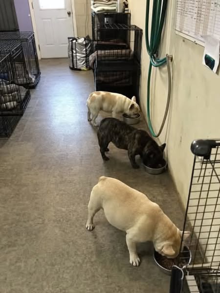 Ecco cosa ha fatto sparire le allergie dei miei cani...