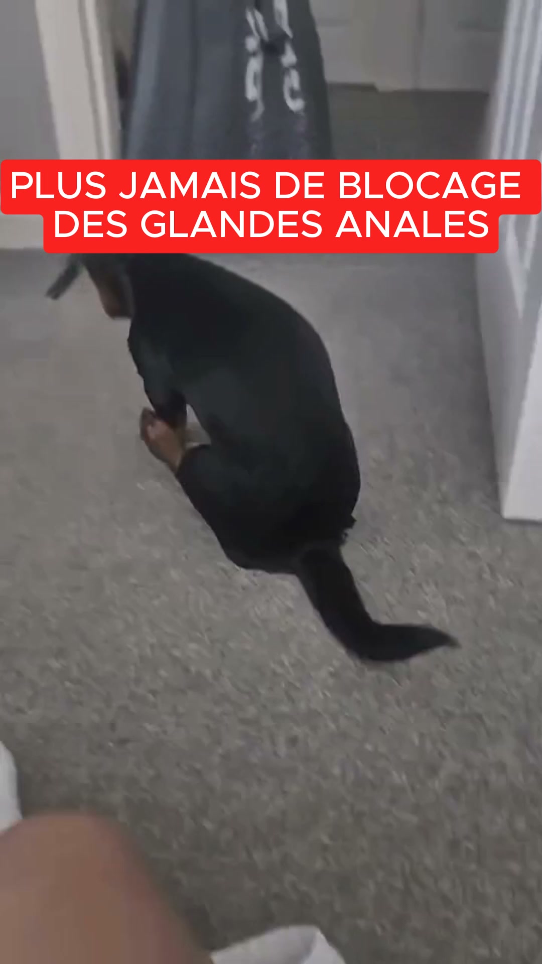 Aidez votre chien dès aujourd’hui
