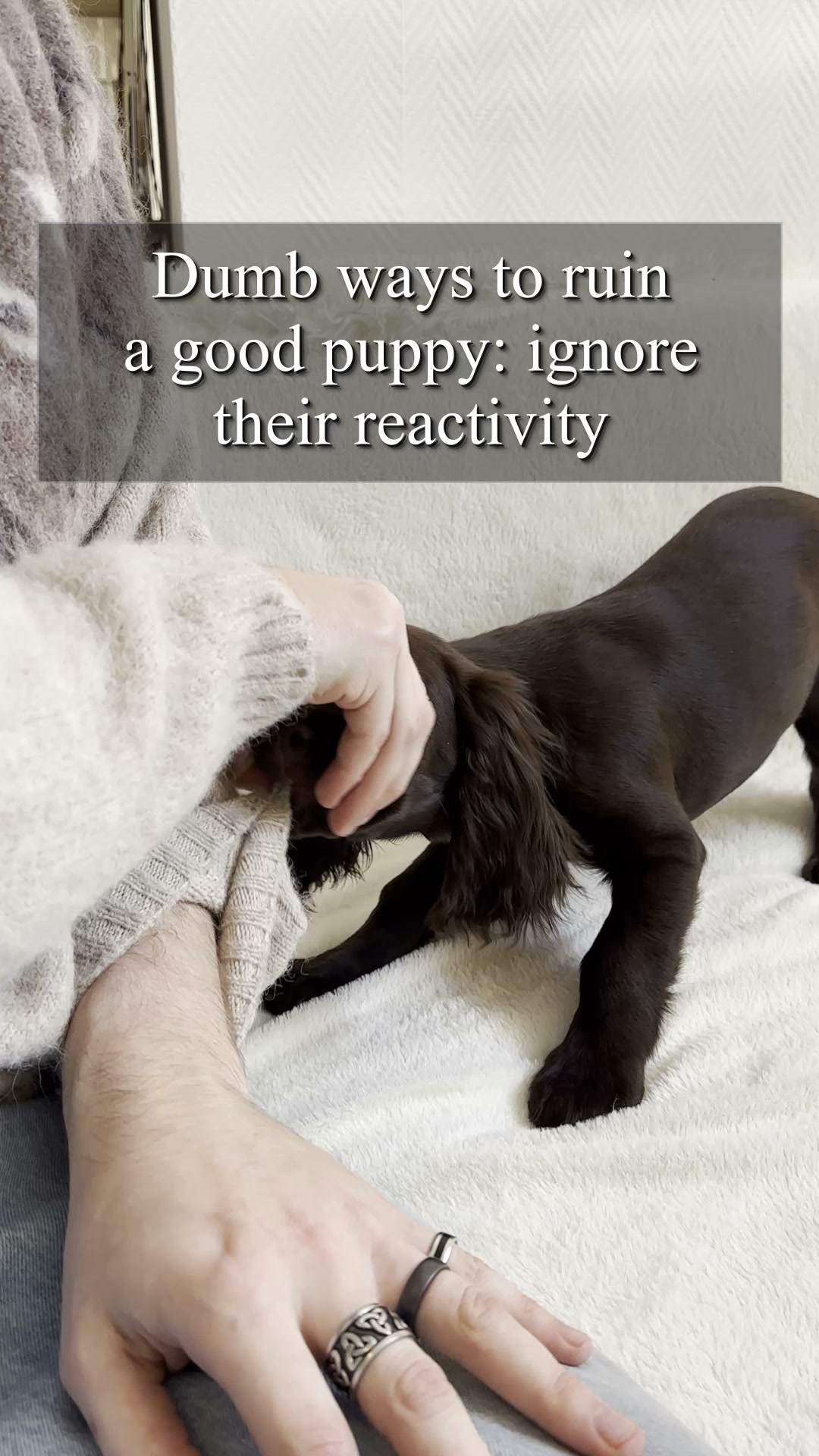 Start training your pup ▶