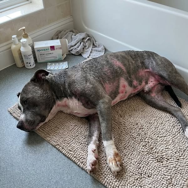 Read This Before Your Next Vet Bill