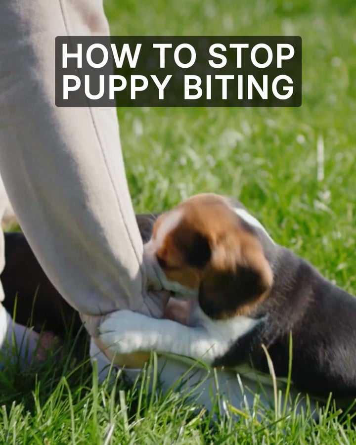 Professional Dog Training Made Simple