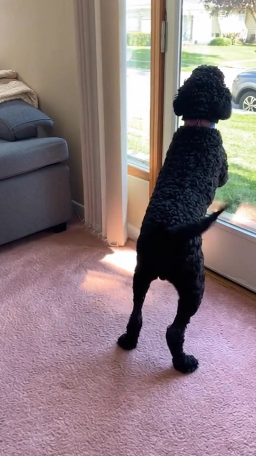New Pet Training Device Stops Dog From Barking In Seconds