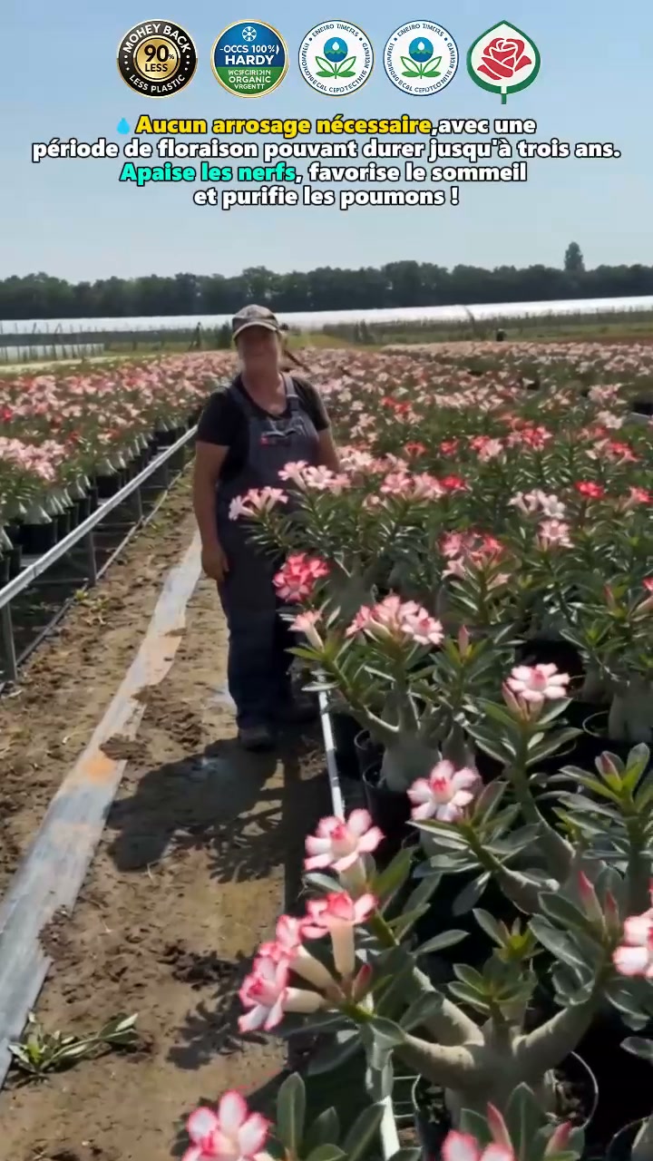 Liquidation urgente : Un jardin botanique menacé de destruction ! Des milliers de roses du désert en péril !